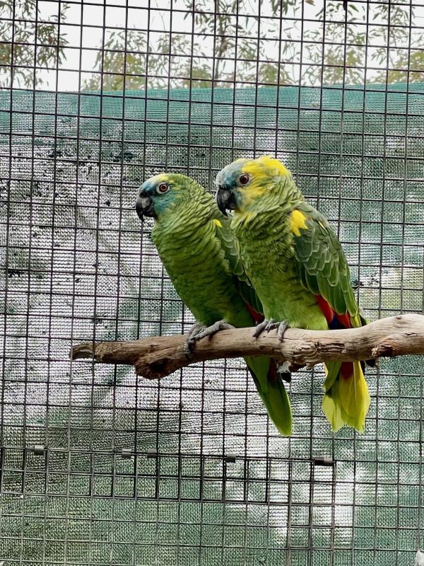 Blue-fronted Amazon (Amazona aestiva)