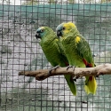 Blue-fronted Amazon (Amazona aestiva)