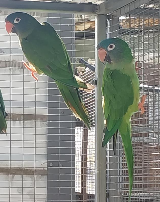 Young Blue crown conure pair (Sharptails)