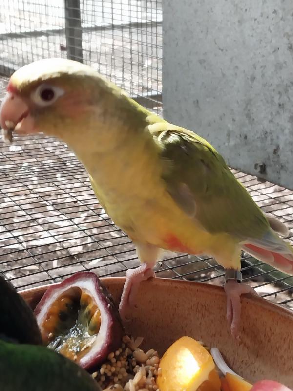Fallow maroon belly conure DNA cockbird.