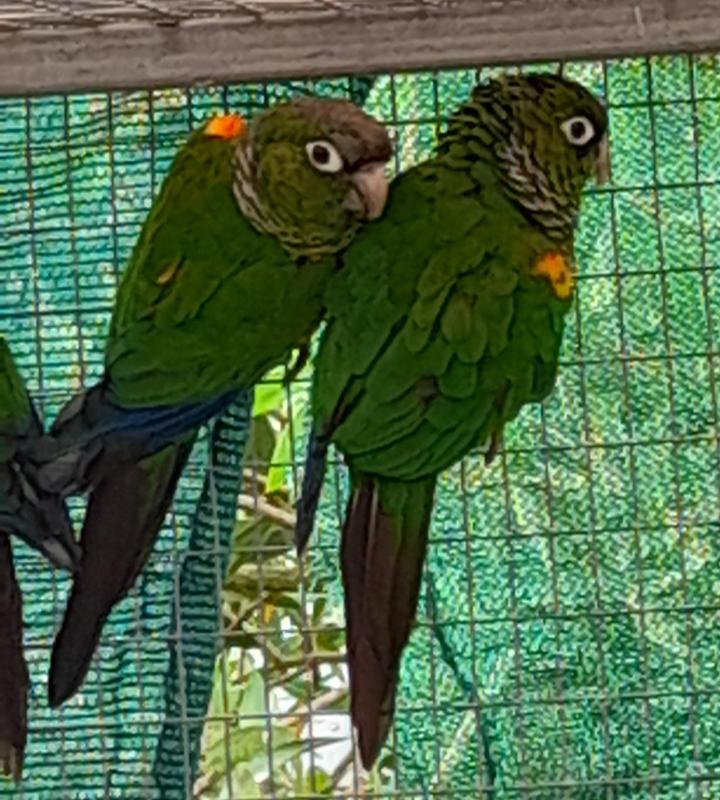 Fiery shouldered conure pair