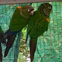 Fiery shouldered conure pair