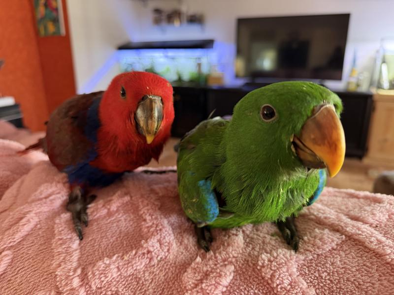 Eclectus parrots