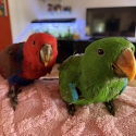 Eclectus parrots