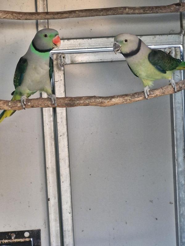 Malabar Parrots