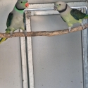 Malabar Parrots