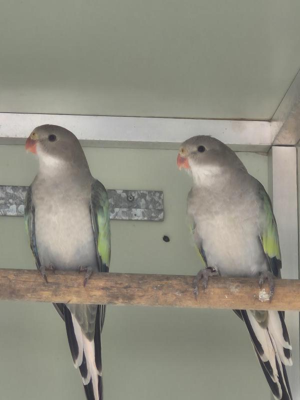 Par Blue princess parrots