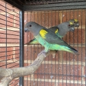 Meyers parrots