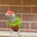 Roseifrons conures