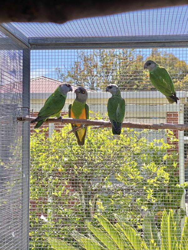 2024 Senegals cock bird