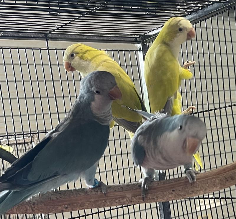 Aviary Birds Downsizing