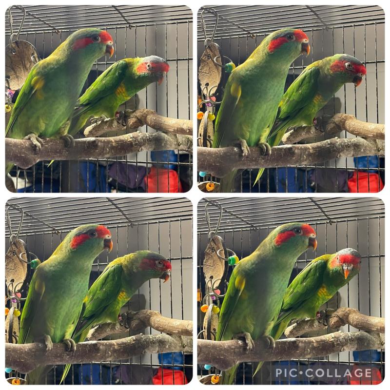 Aviary Birds Downsizing