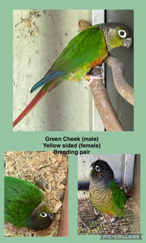 Avairy Birds Downsizing