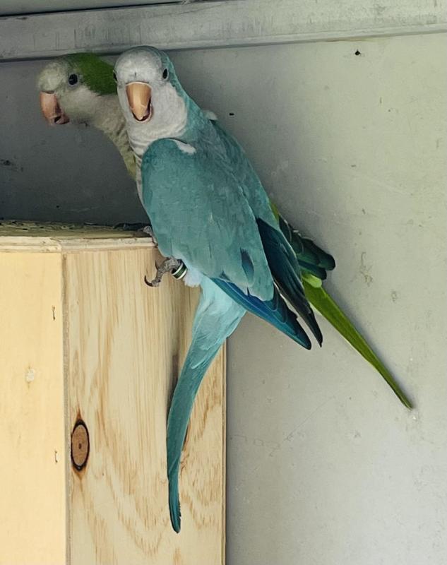 Aviary Bird Downsizing