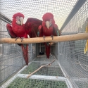 GREENWING MACAWS