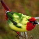 Finches Available -Avicultural Delights