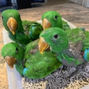 Eclectus Handreared Babies Adults Bonded pairs please read
