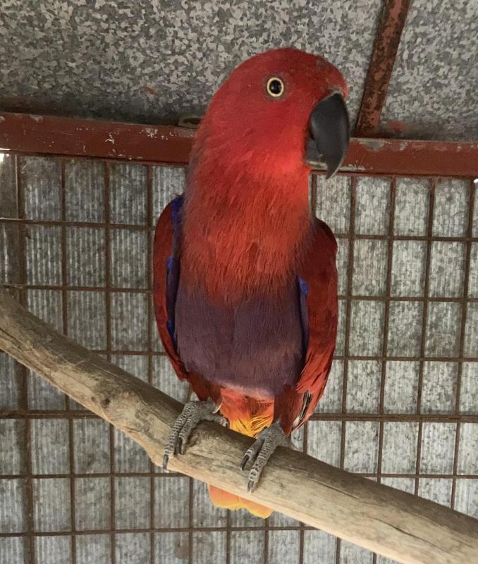 Vosmaeri Eclectus