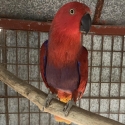 Vosmaeri Eclectus