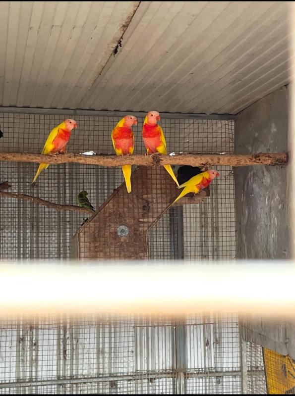 Breeding Pairs and Singles