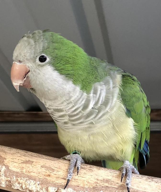 Quaker Green Split Lutino