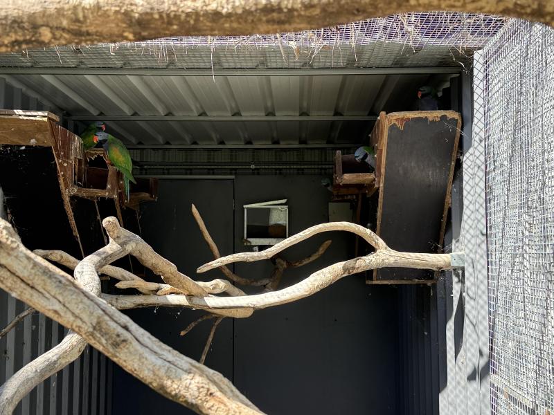 Breeding and bonded derbyans