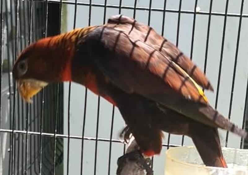 hand reared dusky Lorys