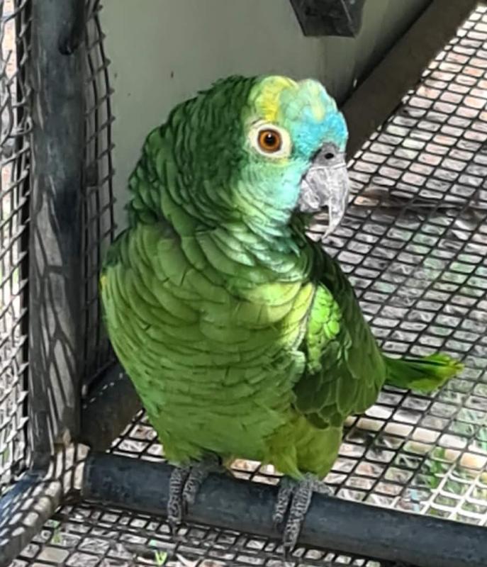 blue fronted amazon pair