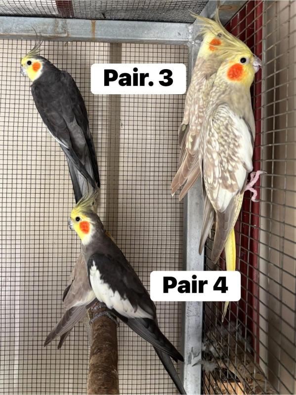 Cockatiels,bourkes and zebra finches