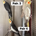 Cockatiels,bourkes and zebra finches