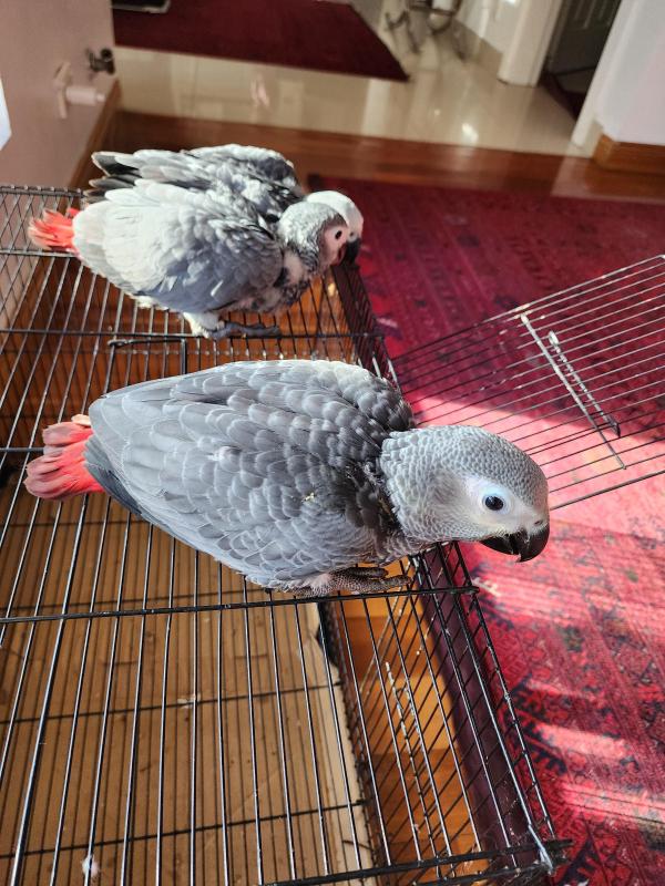 Baby grays parrot