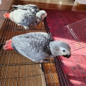Baby grays parrot