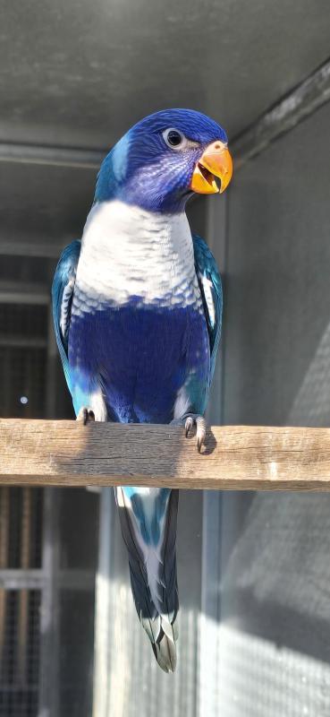 BLUE RAINBOWS All SOLD