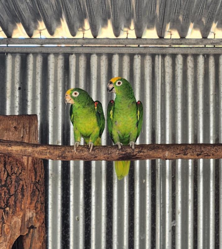 Breeding pair yellow crown amazons