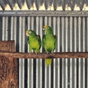 Breeding pair yellow crown amazons
