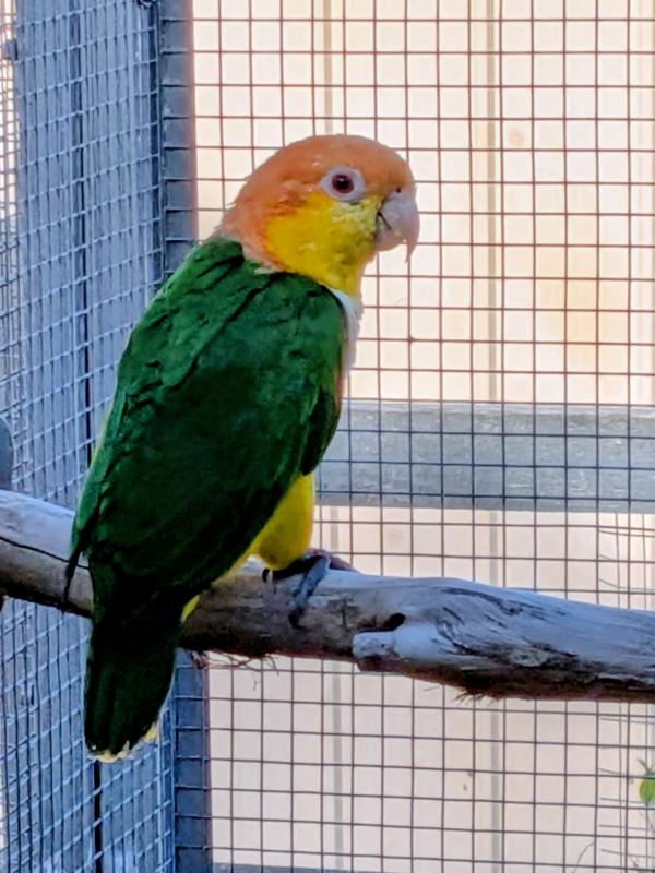 WHITE BELLIED CAIQUE BREEDING HEN