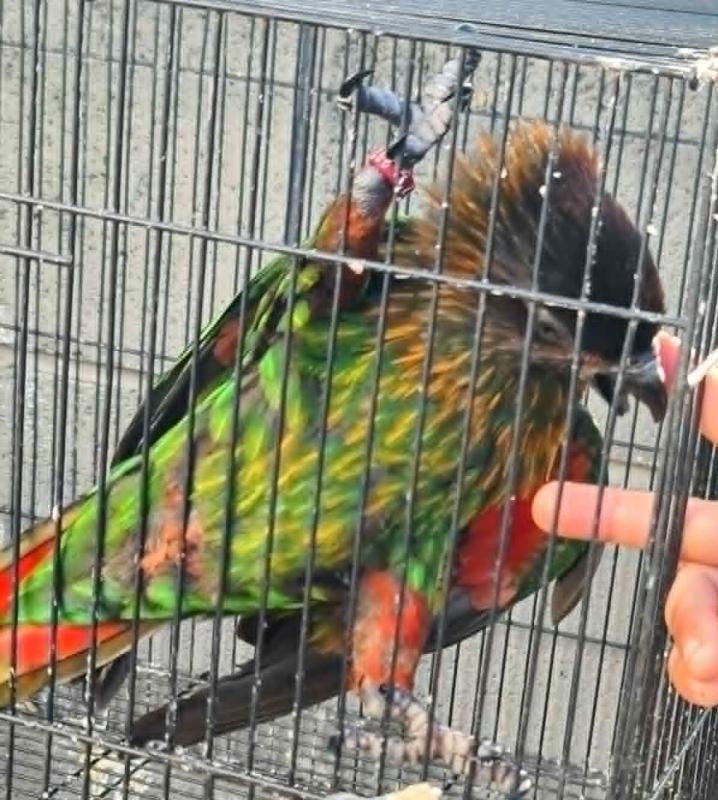 hand reared yellow streaky lory hen