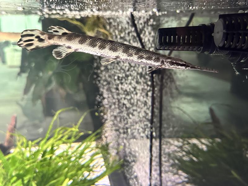 Spotted Gar