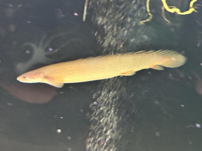 Adult Senegal Bichir