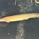 Adult Senegal Bichir