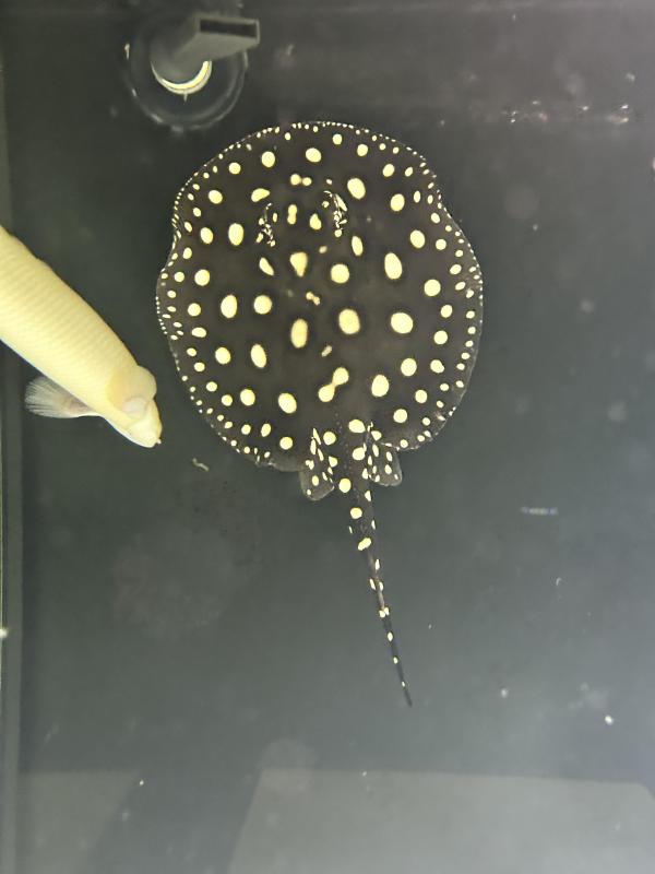 Female Tropical BDX Ray