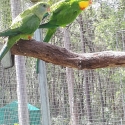 Superb parrots