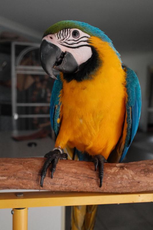2 x Male Blue and Gold Macaw