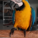 2 x Male Blue and Gold Macaw