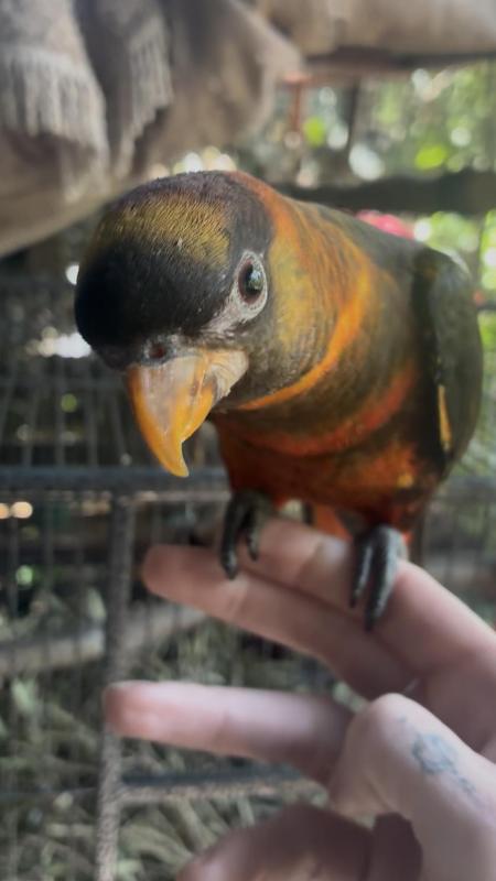 Male Hand raised dusky lory split yellow/red phase