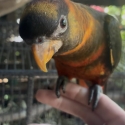 Male Hand raised dusky lory split yellow/red phase