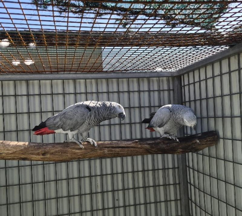 African Grey pairs