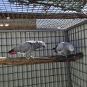 African Grey pairs