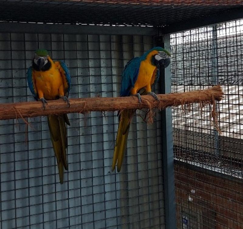 Blue and Gold Macaw Pair
