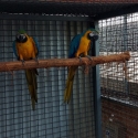 Blue and Gold Macaw Pair